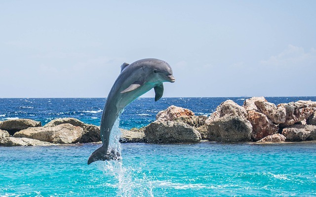 Dolphin!