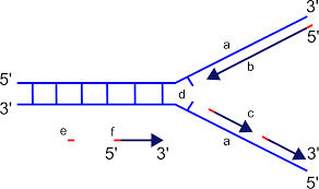 A figure of DNA replication is shown. The strand that goes from 3' to 5' is labeled A and the reverse is B. The fragmented parts on the strand that goes from 5' to 3' is labeled C, while the part where the two strands meet is labeled d.