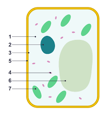 1- fluid filling the cell, 2- control center of the cell, 5- outermost structure of the cell providing support, 6- large structure used for storage