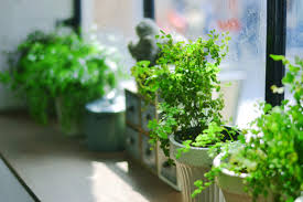 potted plants