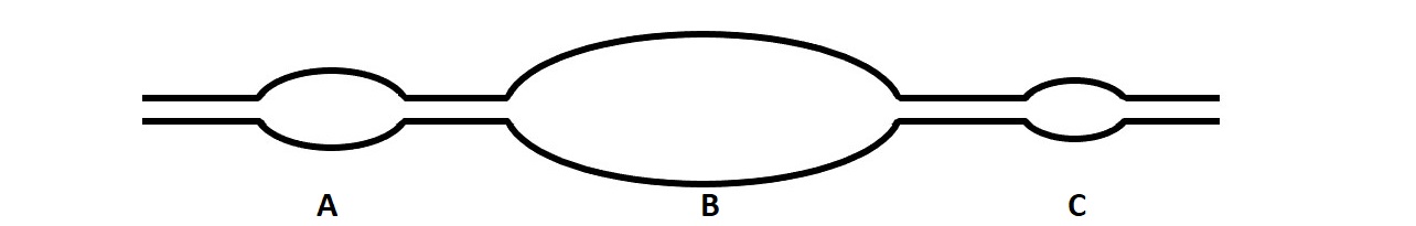 Replication fork A is medium sized, while fork B is large. Replication fork C is small.