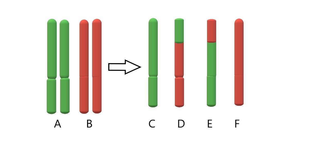The homologous pair A is green while the homologous pair B is red. Crossing over yields four different gene combinations. Product C is entirely green, while product D is two-thirds red and one-third green. Product E is two-thirds green and one-third red, while product F is entirely red.
