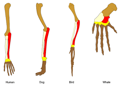 Similar bone structure in the arm of human, leg of dog, wing of bird, and fin of whale.