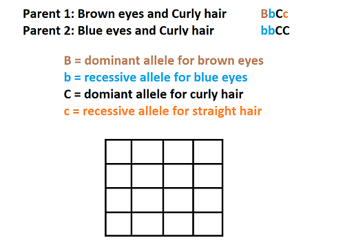 Parent 1 has brown eyes and curly hair. The genotype is capital B lowercase b capital C lowercase c. Parent 2 has blue eyes and curly hair. The genotype is lowercase c lowercase c capital C capital C. Capital B is dominant for brown eyes. Lowercase b is recessive for blue eyes. Capital C is dominant for curly hair. Lowercase c is recessive for straight hair.