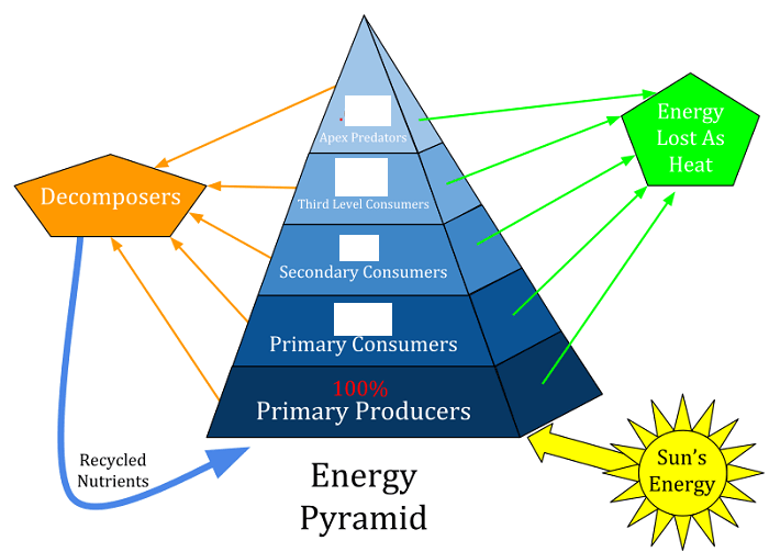 An energy pyramid is shown. Producers contain 100% of available energy. Above producers, primary consumers are listed with a blank space for percent of available energy. Secondary consumers are next, then tertiary, the quaternary (which we call apex predators).