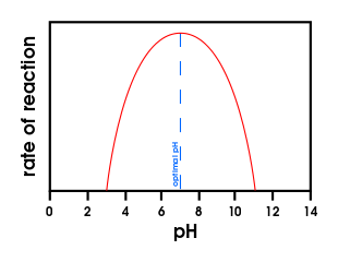The highest rate of reaction occurs at the optimum pH. It decreases quickly at pH values that are too high or too low.