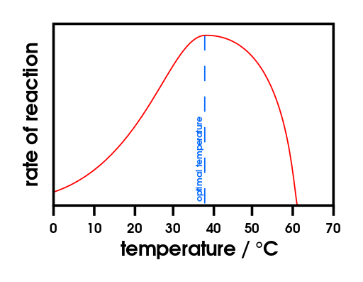 A graph showing the rate of a reaction at various temperatures. The rate begins to increase as the temperature increases, until it reaches about 37 degrees Celsius. Then, the rate drastically decreases until it reaches zero around 61 degrees Celsius.