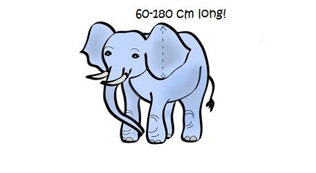 An elephant's ears can range from 60 to 180 cm long.