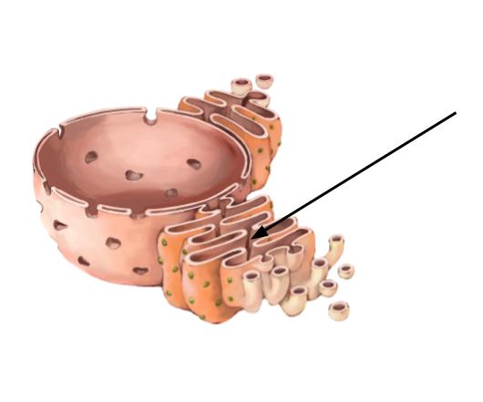 Diagram of ER with arrow pointing to the inside of one of the tubes.