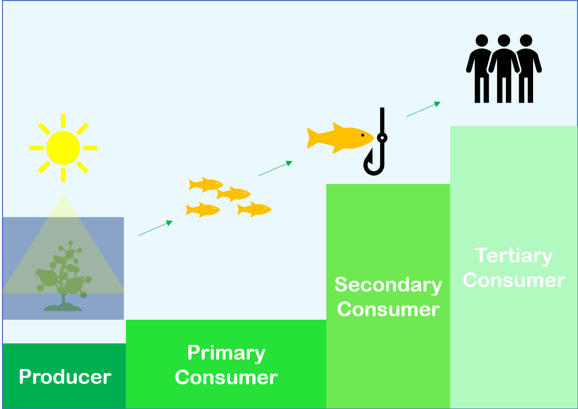 In the food chain shown, there are more tertiary consumers than secondary consumers.  There are three times as many secondary consumers than primary consumers.  Finally, there are fewer producers than primary consumers. 