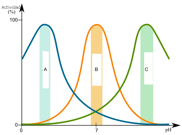 The blue graph (A) has an acidic optimal pH, the orange (B) has a neutral optimal pH, and the green (C) has a basic optimal pH.