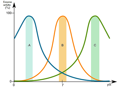 Enzyme A has the highest activity at low pH. Enzyme B has highest activity at neutral pH. Enzyme C has highest activity at high pH.