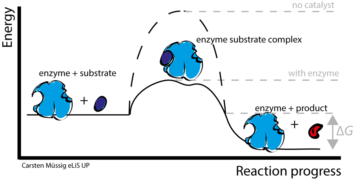 Activation energy curves look like a steep hill. Enzymes make this hill smaller and less steep, so it's easier to cross.