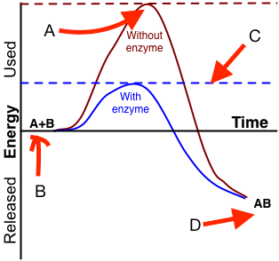 The time vs energy plots of two reactions. The letter A points to the peak without an enzyme. B points to A plus B. C points to the peak with an enzyme. D points to AB after the peak.