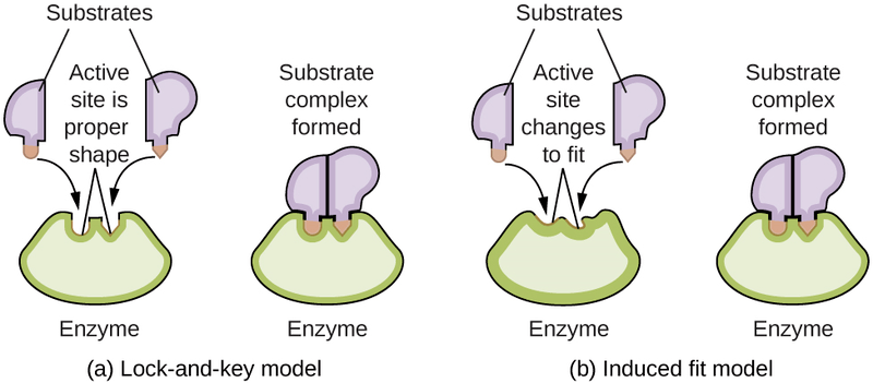 Substrates react in the active site of an enzyme to form products. The lock-and-key model shows that the active site is the exact shape of the substrate. The induced fit model shows the active site stretching to the shape of the substrate.