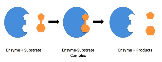 A reaction with an enzyme