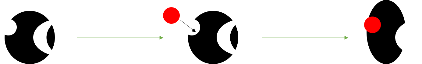A black enzyme binds a crescent-moon-shaped substrate in its active site. A small red molecule then binds to a different site on the enzyme.