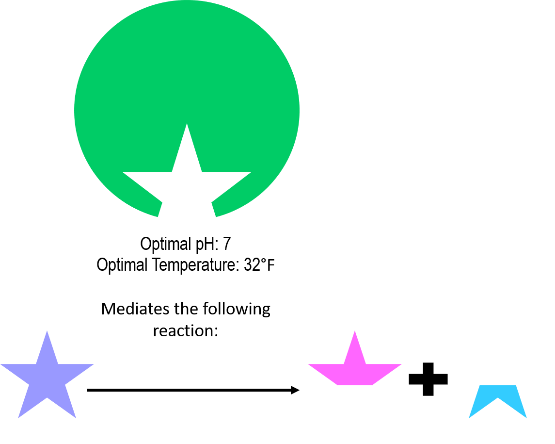 An enzyme has a star shaped active site. It has an optimal pH of 7 and an optimal temperature of 32 degrees Fahrenheit. It mediates the reaction A yields B + C.