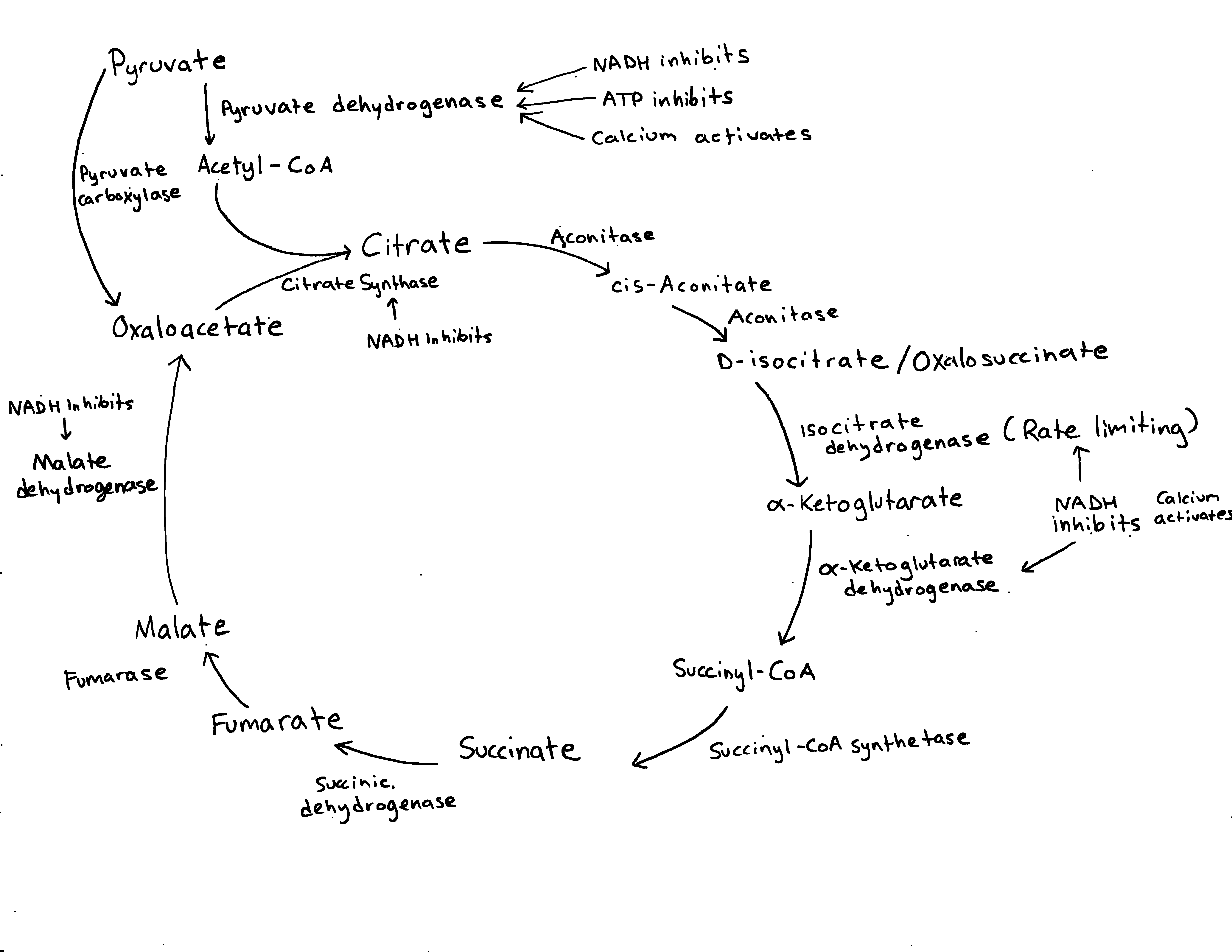 The image shows the Krebs cycle with only enzymes and their regulating molecules represented. More information can be found below.