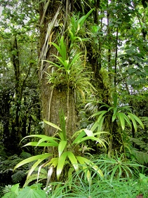 The images shows epiphyte plants growing off of a tree trunk.