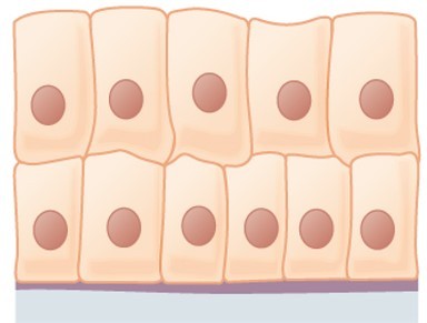 Picture of epithelial tissue.