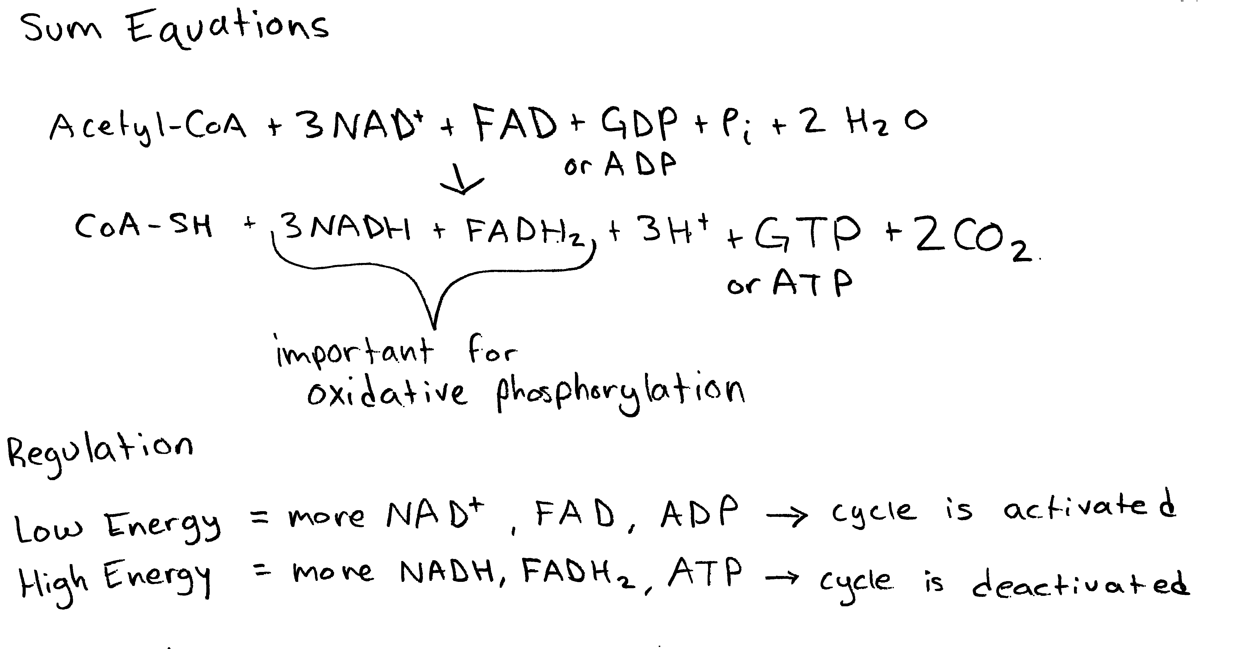 The image shows the sum equation of the Krebs cycle. Acetyl-CoA + 3NAD+ + FAD + GDP or ADP + Pi + 2H2O -> CoA-SH + 3NADH + FADH2 + 3H+ + GTP or ATP + 2 CO2.