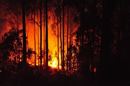 forest fire