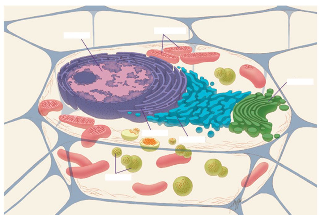 A eukaryotic cell. 