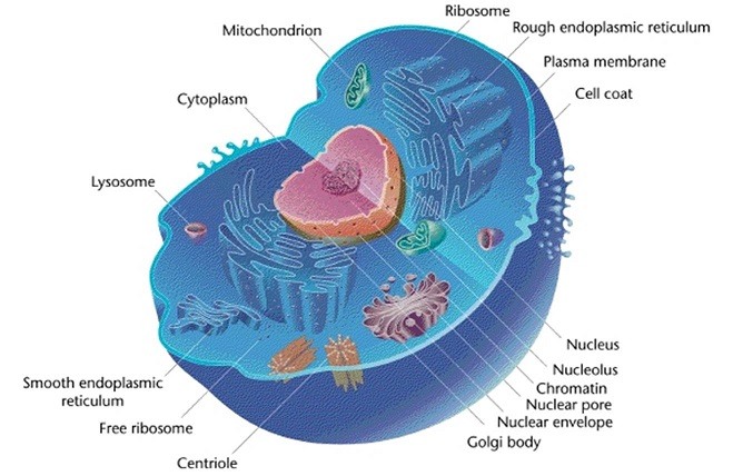 A cell containing a nucleus, centriole, endoplasmic reticulum, lysosome, cytoplasm, mitochondria, ribosomes, and a plasma membrane.