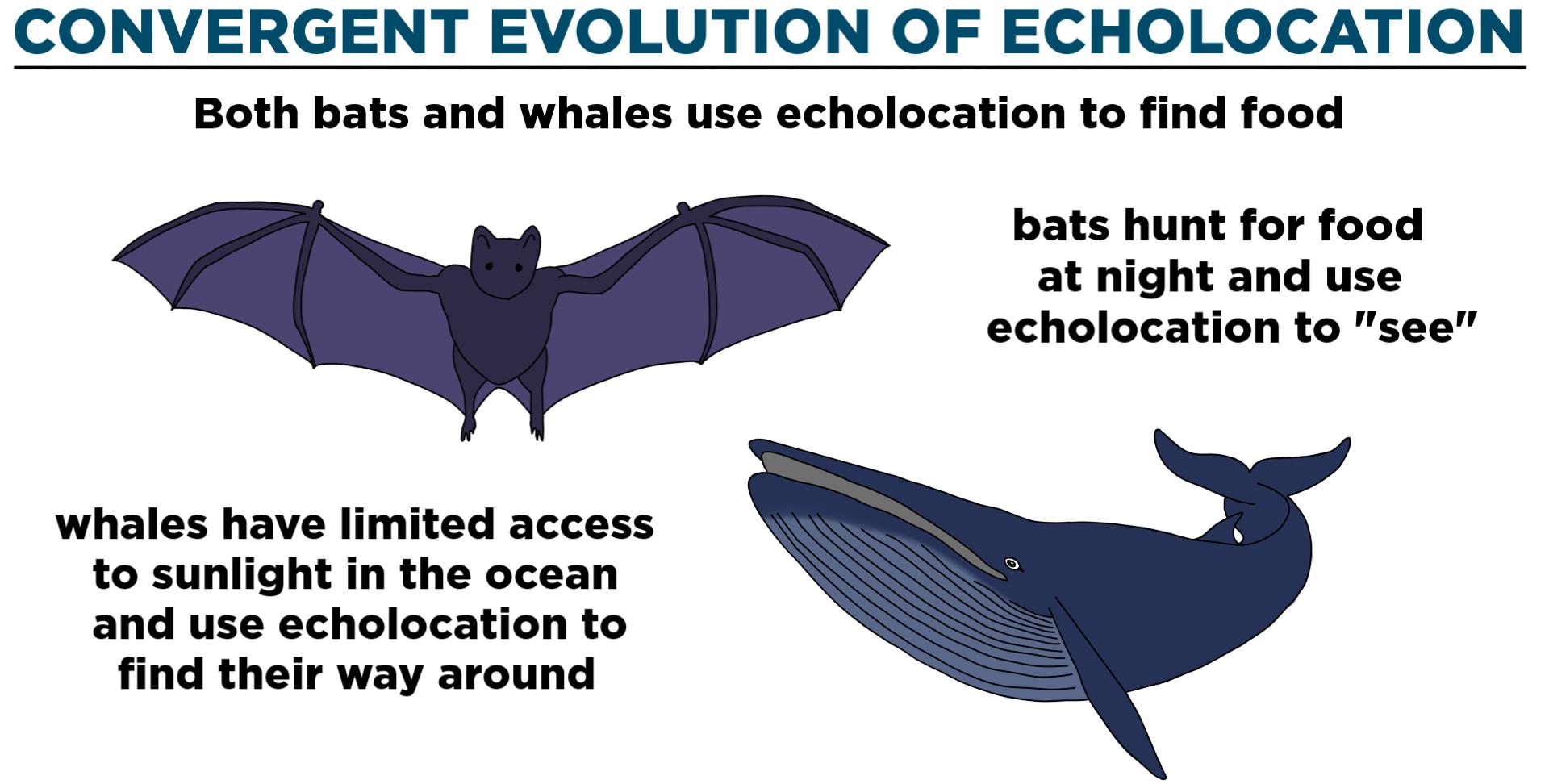 Convergent Evolution Definition Examples Expii