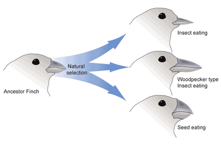 An ancestor finch evolves into three different species.  Each of the species has a unique beak shape that is suited for their preferred food. 