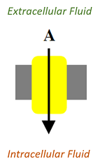 A protein channel. The channel starts in the extracellular fluid and passes to the intracellular fluid. A is located in the extracellular fluid.