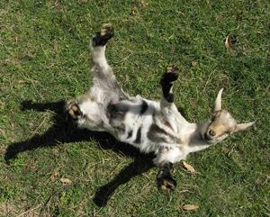 fainting goat