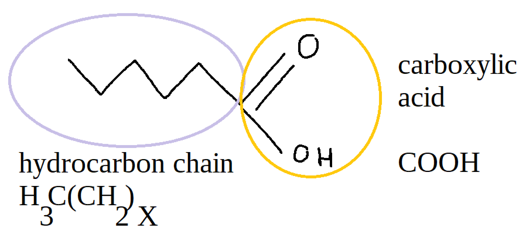 The image shows the chemical structure of a fatty acid. The hydrocarbon chain: H3C(CH2)X. The carboxylic acid: COOH.