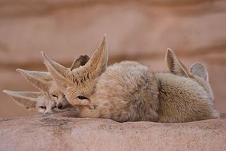 A family of fennec foxes sleeping in the sand.