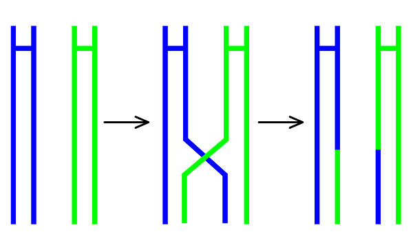 Two homologous chromosomes cross over and swap parts.