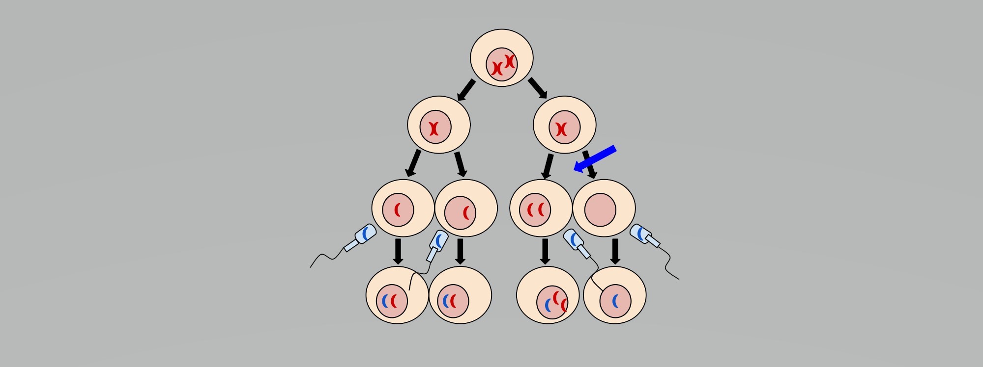 One cell divides into two cells. These cells divide incorrectly, creating two gametes with one chromosome, one gamete with two chromosomes, and one gamete with no chromosomes. These cells are fertilized to produce two cells with two chromosomes, one cell with three, and one with one chromosome.