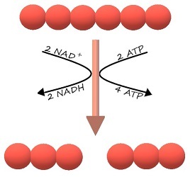 A process which starts with a six carbon molecule and ends with two three-carbon molecules. It uses 2 NAD plus molecules and produces 2 NADH molecules. It also uses 2 ATP and produces 4 ATP.