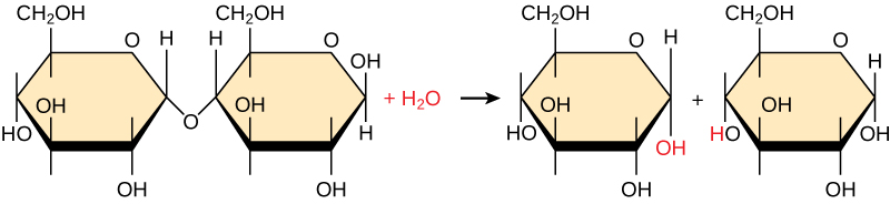 The reactants are combined with water to yield two monomers.