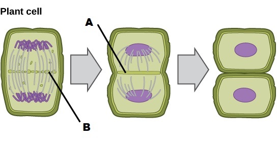 A plant cell during cytokinesis. There are three images, the first has DNA coils on the poles of the cell There is something forming through the center of the cell labeled B. The second image has an arrow pointing towards the same thing but more formed. It's labeled A. The fina picture has two individual plant cells.