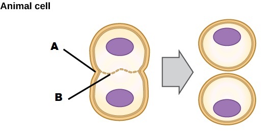 An animal cell during cytokinesis is shown. There is an arrow pointing the outside of the cell where the division is. It is labeled A. Inside the cell, the seam is labeled B.