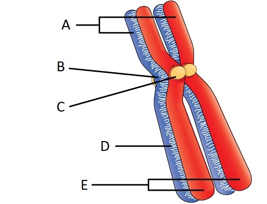Two nearly chromosomes are shown. An arrow points to both of them is labeled A.  The part where the arms of the first chromosome cross is labeled B.  The same part of the second chromosome is labeled C.  The long arm on one chromosome is labeled D.  Both of the long legs of the other chromosome are labeled E. 