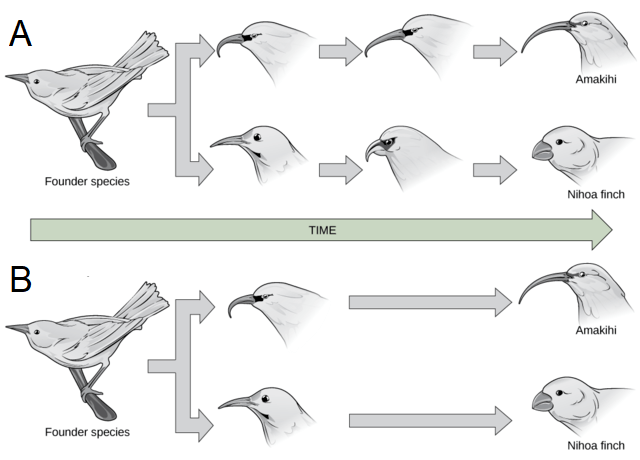 A shows a founder species splitting off and going through several small evolutionary changes before becoming two distinct species. B shows a founder species and splitting off into two distinct species.