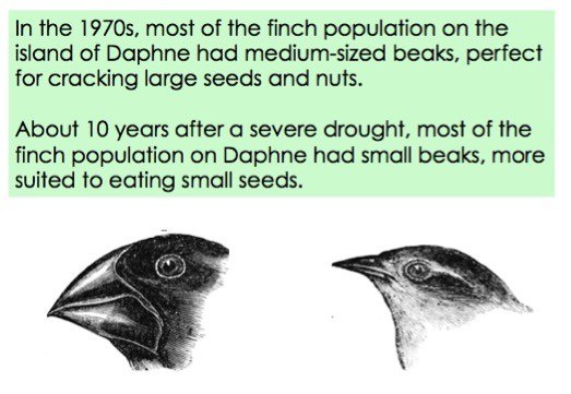 Change over Time (Evolve) — Characteristics of Life - Expii