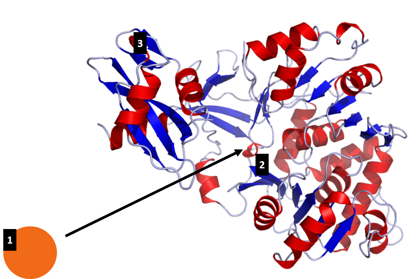 [1] Molecule that fits into a specific spot on firefly luciferase

[2] Specific spot on firefly luciferase that fits molecule for reaction

[3] Firefly luciferase itself