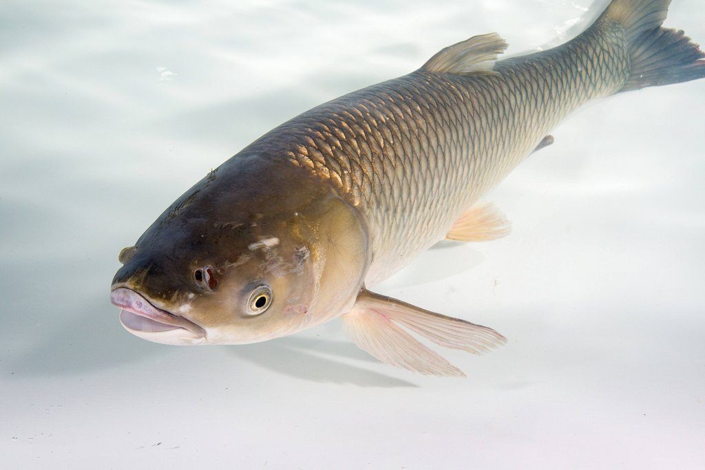 A carp swims underwater.