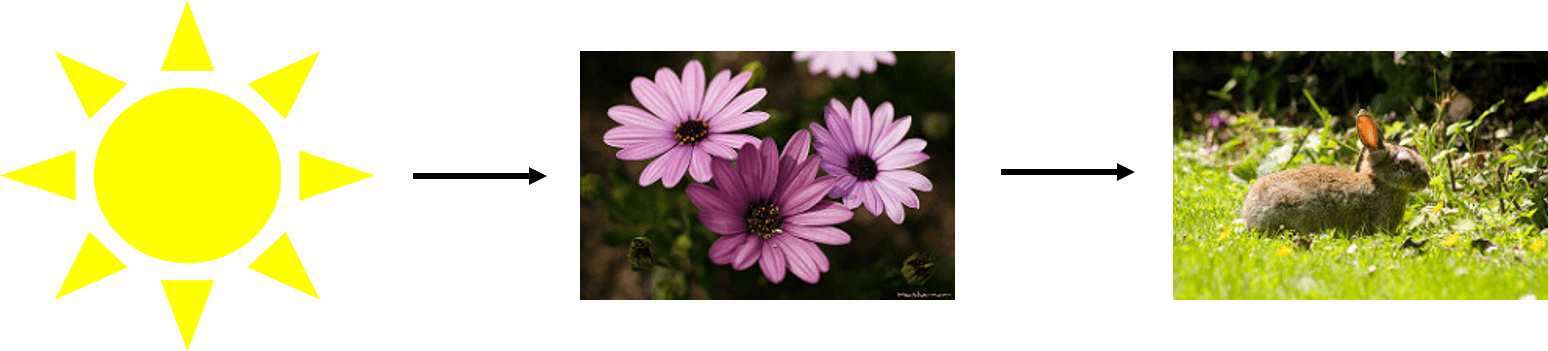 Flowers use sunlight to make chemical energy. These flowers are then eaten by a rabbit.