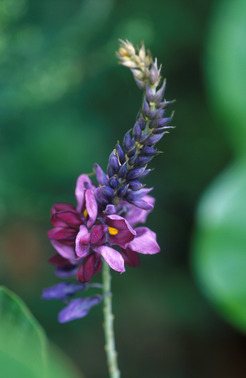 A kudzu plant. It looks like a wheat stalk that has purple flowers.