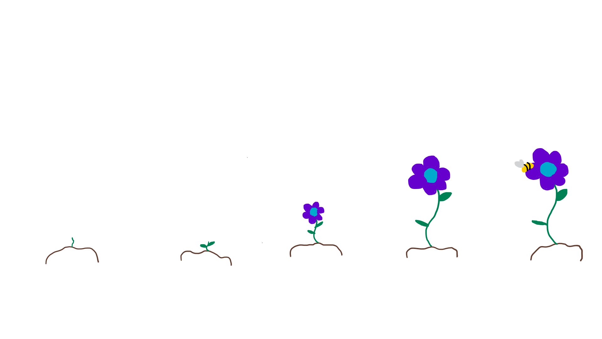 From a seed, a flower emerges.  Over time it becomes larger. 