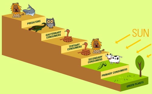 Image of a food pyramid showing plants, primary consumers, secondary consumers, tertiary consumers, quaternary consumers, and predators